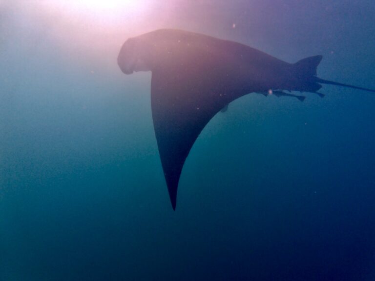 Magischer Moment mit Manta