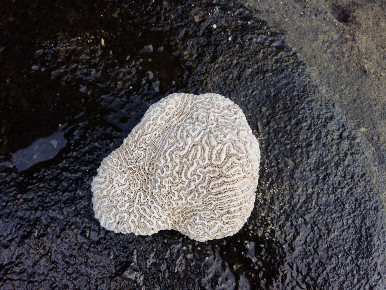 Kalkskelett einer toten Hirnkoralle