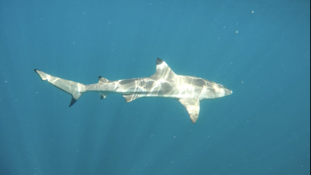 Ein Hai im blauen Wasser