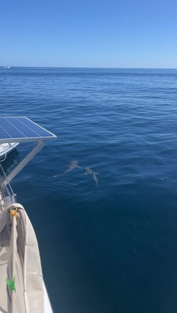 Zwei Haie schwimmen um unser Segelboot