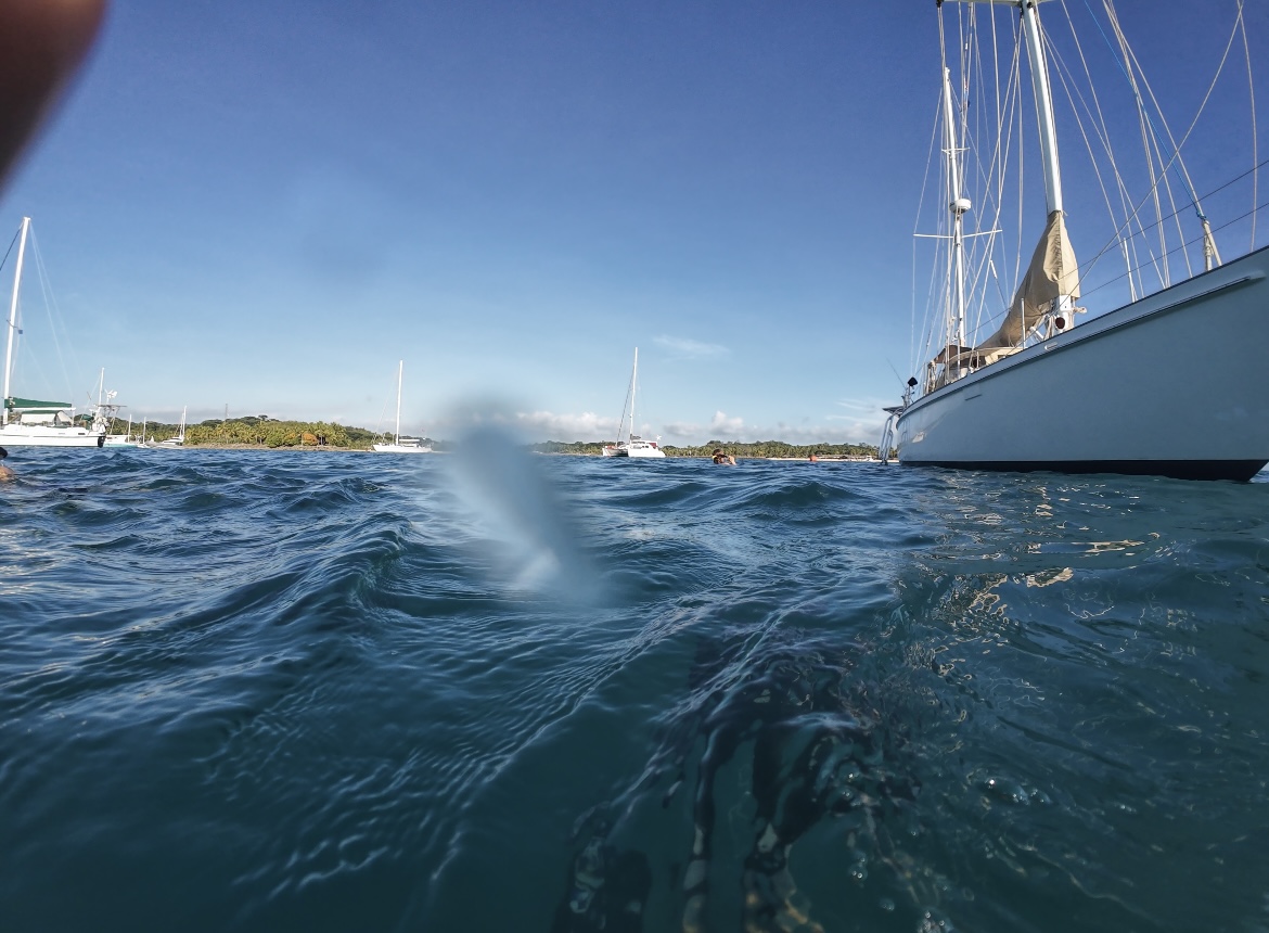 Segelboot Lola Libre in Musket Cove Fiji