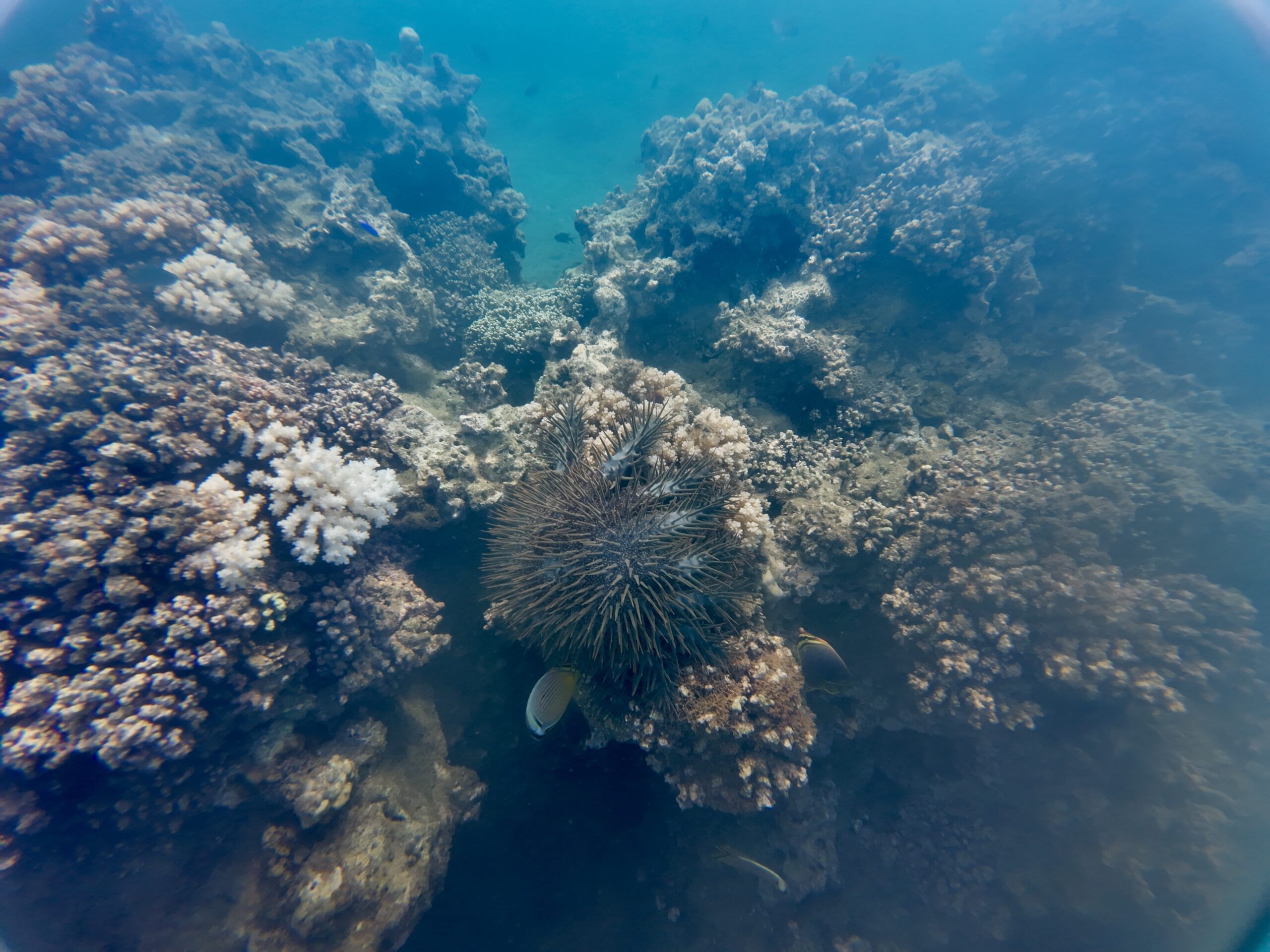 Dornenkronenseestern beim fressen einer Steinkoralle